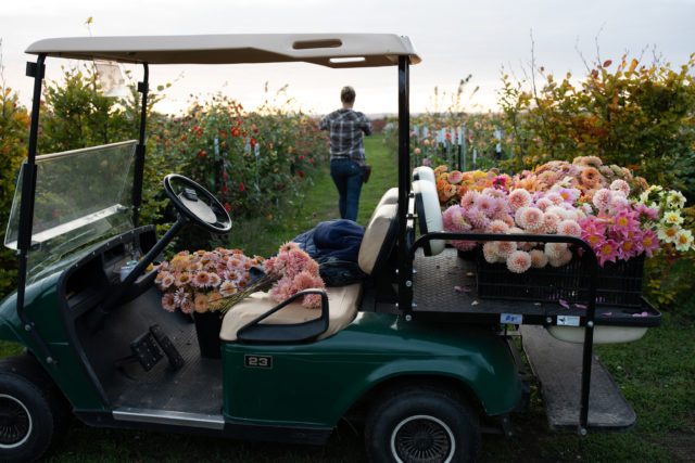 Carrello riempito di dalie di breeding Floret