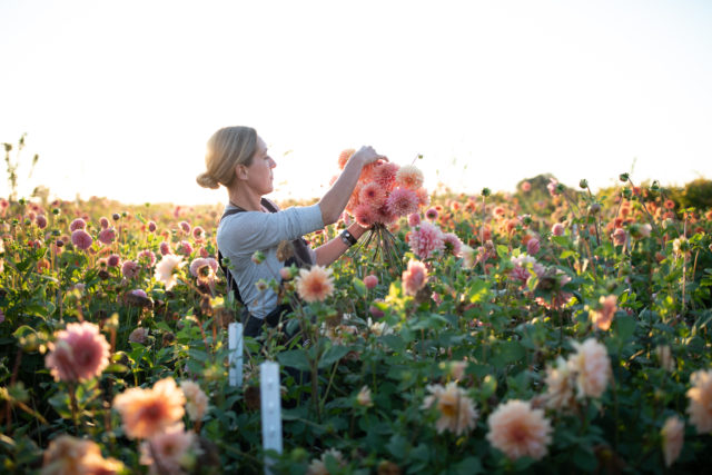 Professionista dei fiori che sistema un gruppo di dalie nel campo di Floret