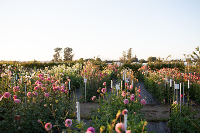 Filari di dalie di breeding nel campo di Floret