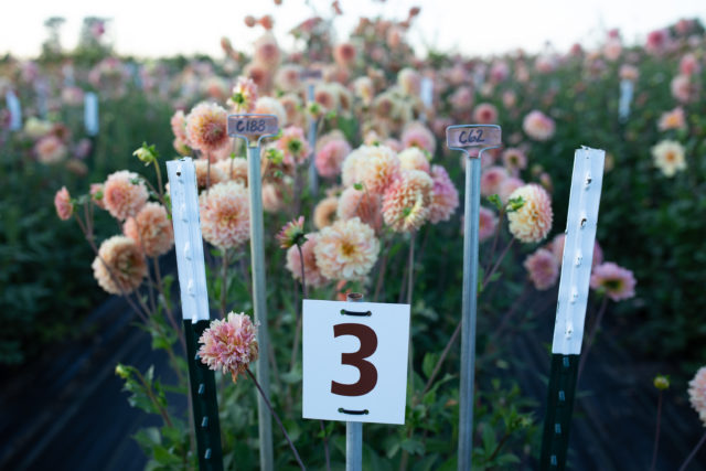 Una fila di dalie di breeding nel campo di Floret