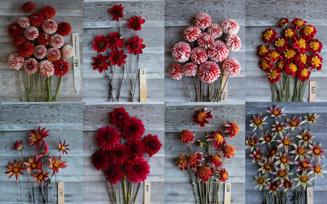 Collage di dalie rosse di breeding Floret