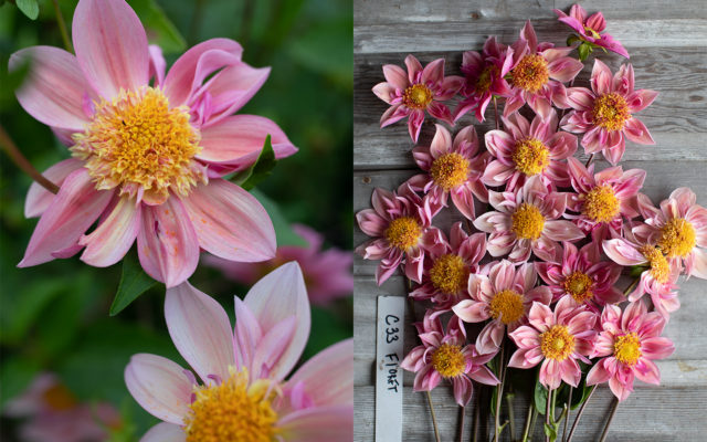 Primo piano e vista aerea della dahlia di breeding 'Floret'