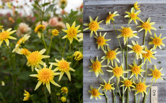 Primo piano e vista aerea della dahlia di breeding 'Little Miss Sunshine'