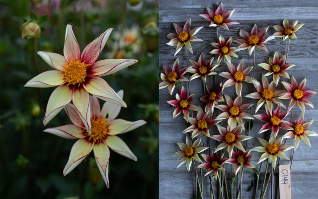 Primo piano e vista aerea della dahlia di breeding 'Firefly'