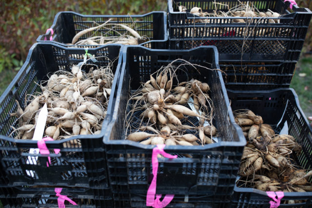 Contenitori di dalie di breeding Floret