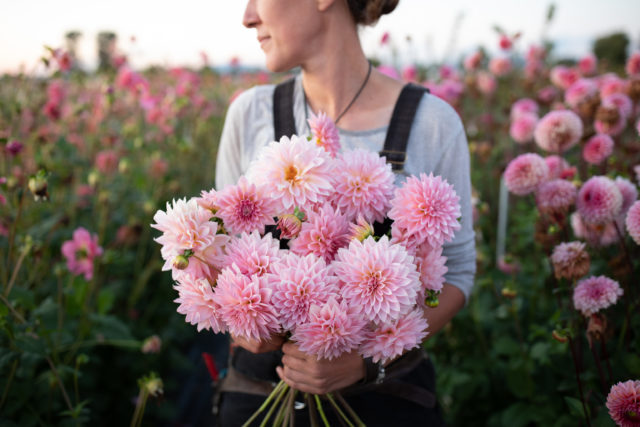 Professionista dei fiori con un gruppo di dalie di breeding Floret