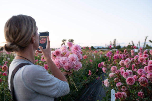 Professionista dei fiori fotografa un gruppo di dalie di breeding Floret