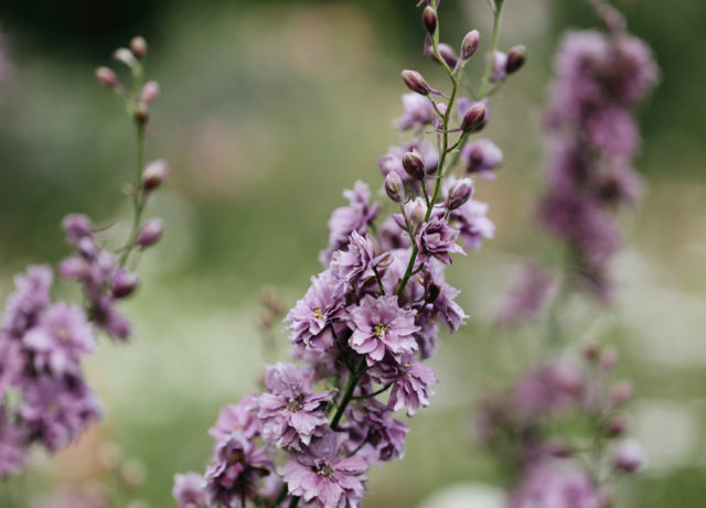 Primo piano di larkspur 'Earl Grey'