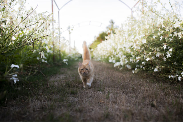 Timmy il gatto che passeggia tra le righe di Tabacco FIORITO