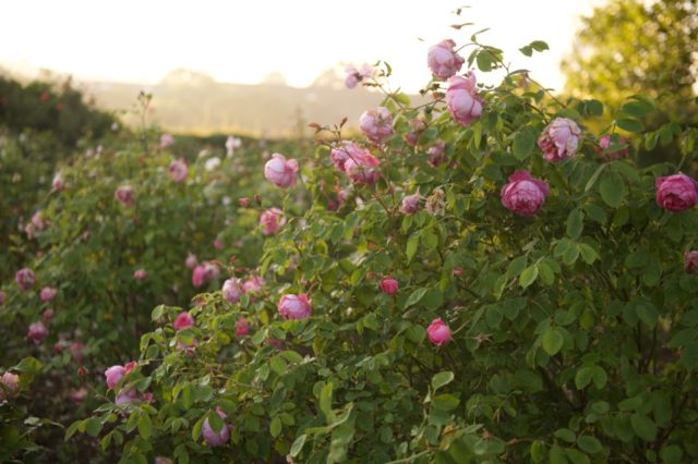 Rosa nel giardino dei fiori recisi