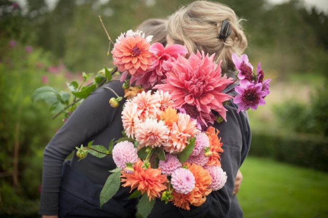 Dahlias dei Land Gardeners