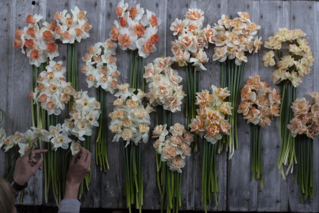 Varietà di giacinti pesca di Floret