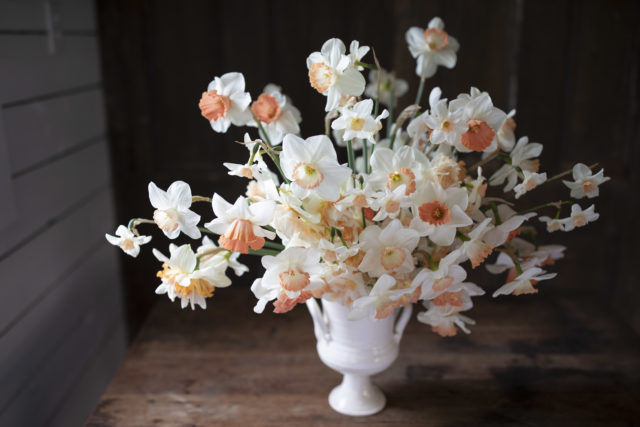 Giacinti Floret in vaso di Frances Palmer