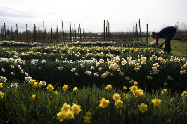 narcisi in fiore a Floret