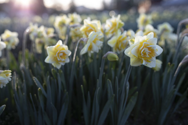 Narcisi a Floret