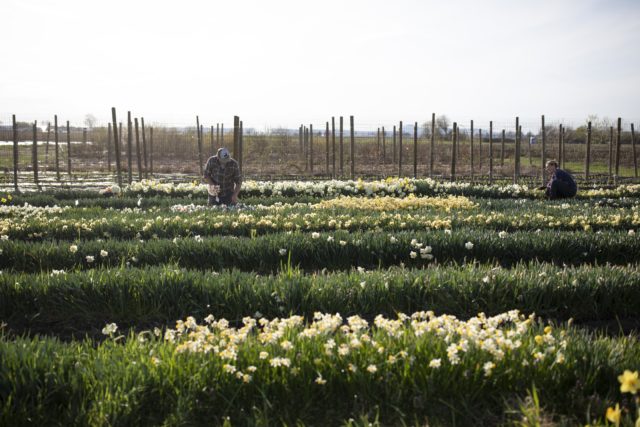 narcisi in fiore a Floret