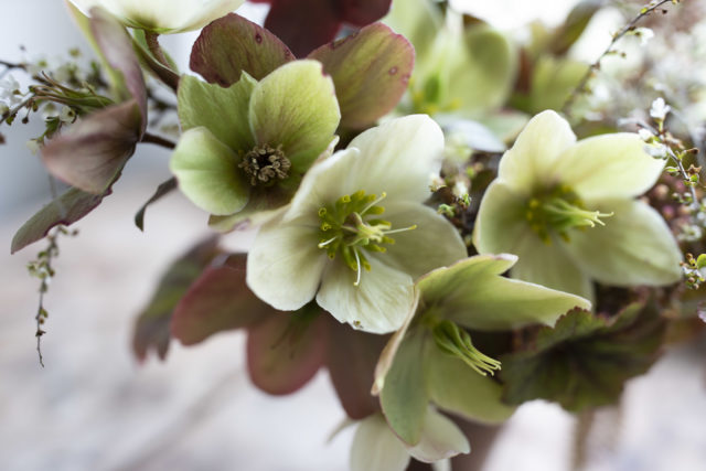 Hellebori per Un Anno in Fiori Settimana 13