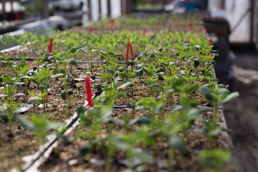 piantine di fiori che crescono in serra