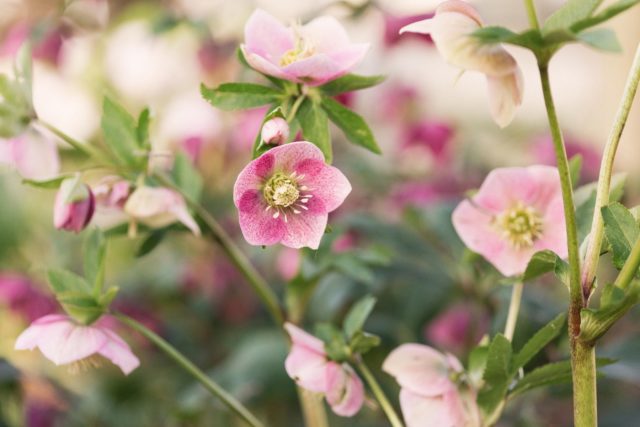 Hellebori nella fattoria di fiori Floret