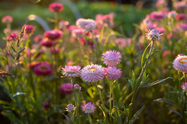 Fiore di paglia nella fattoria di fiori Floret