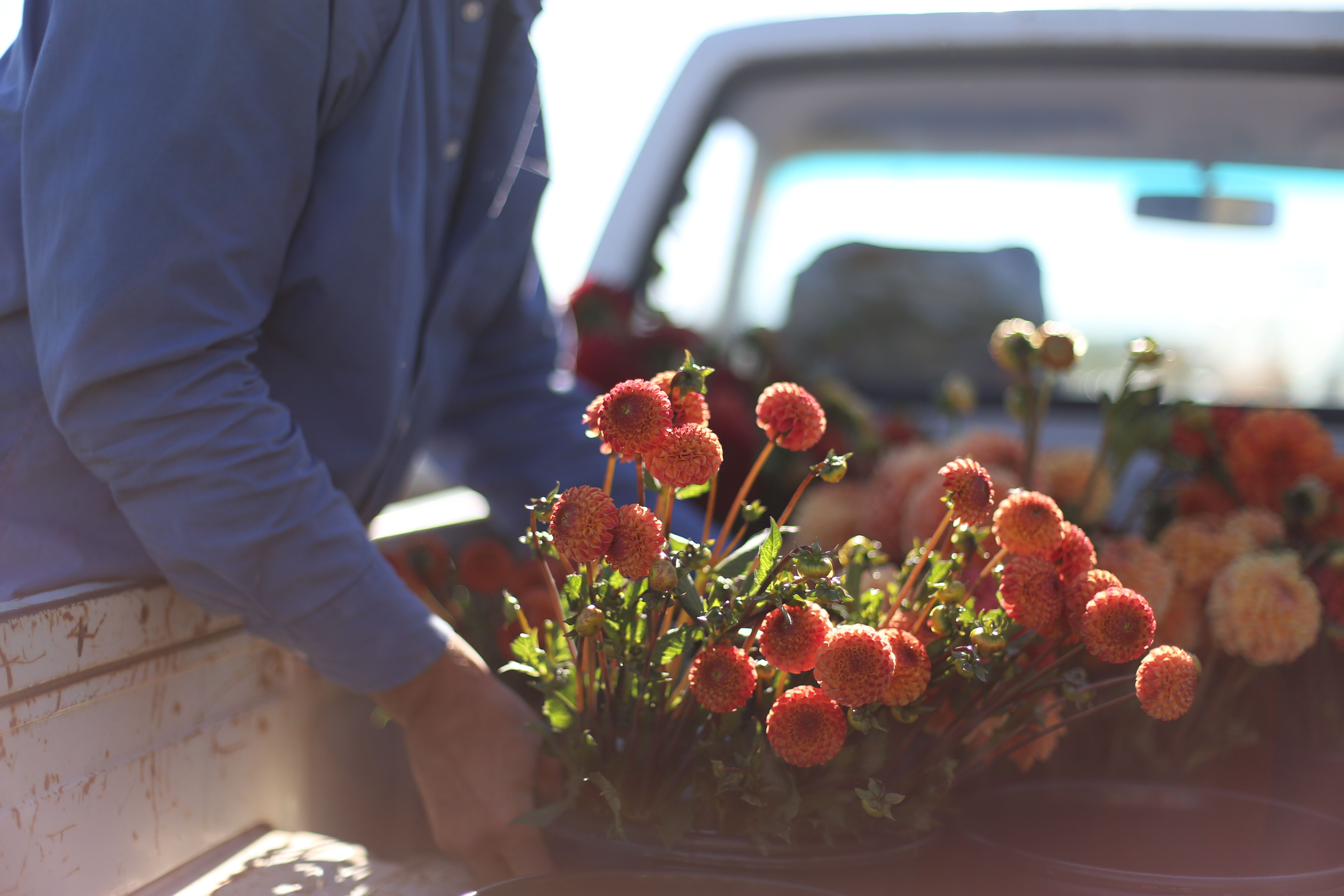 caricamento delle dalie nel camion Floret