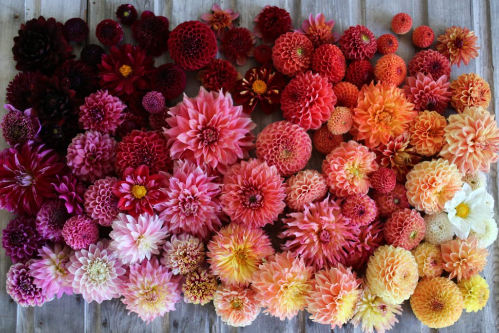 Floret_How To Grow Dahlias-1