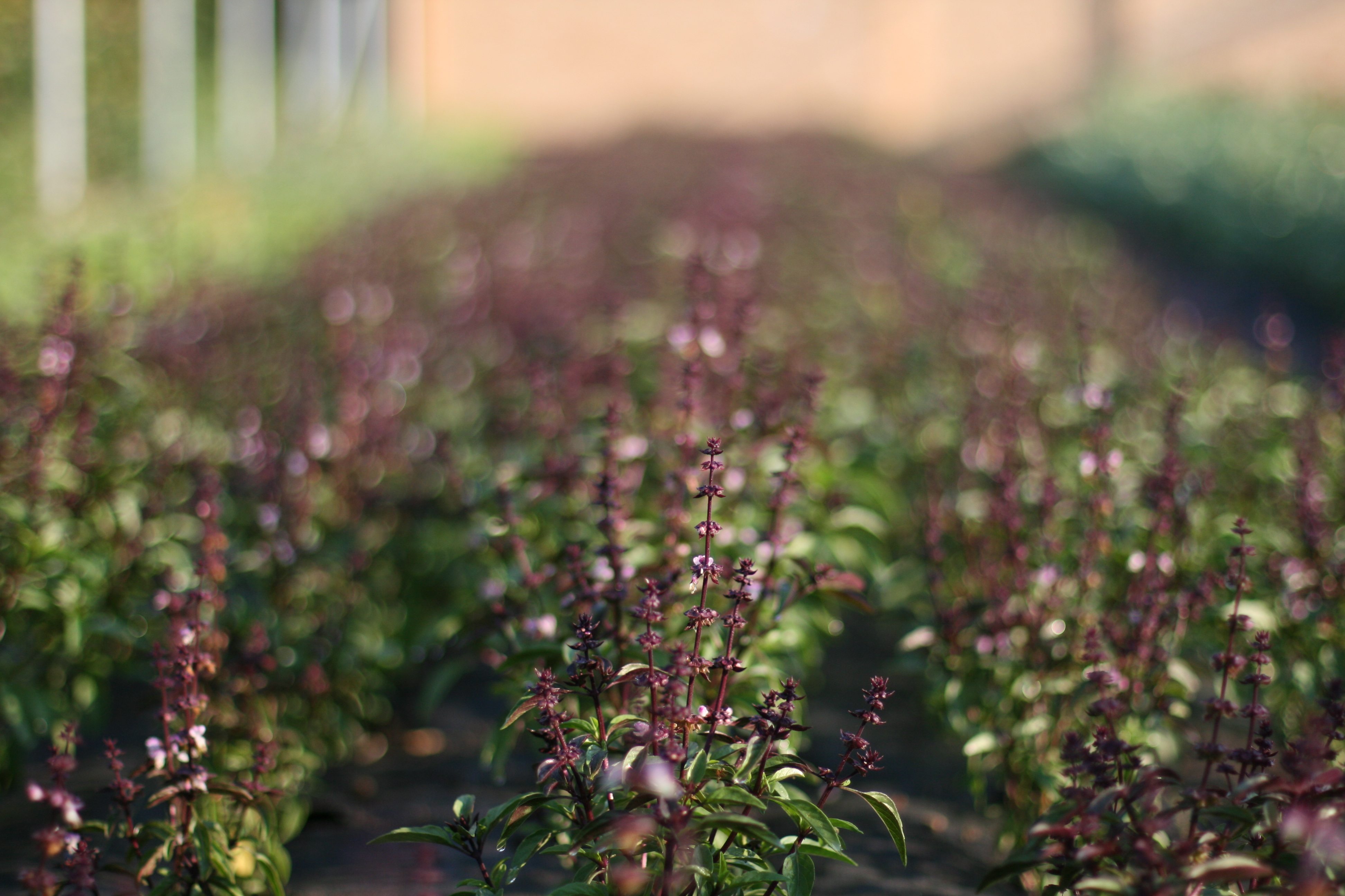 Heat tolerant flowers