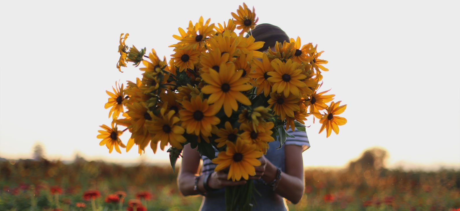 Rudbeckia, a heat loving flower