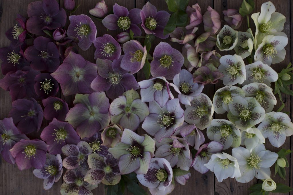 hellebore-20