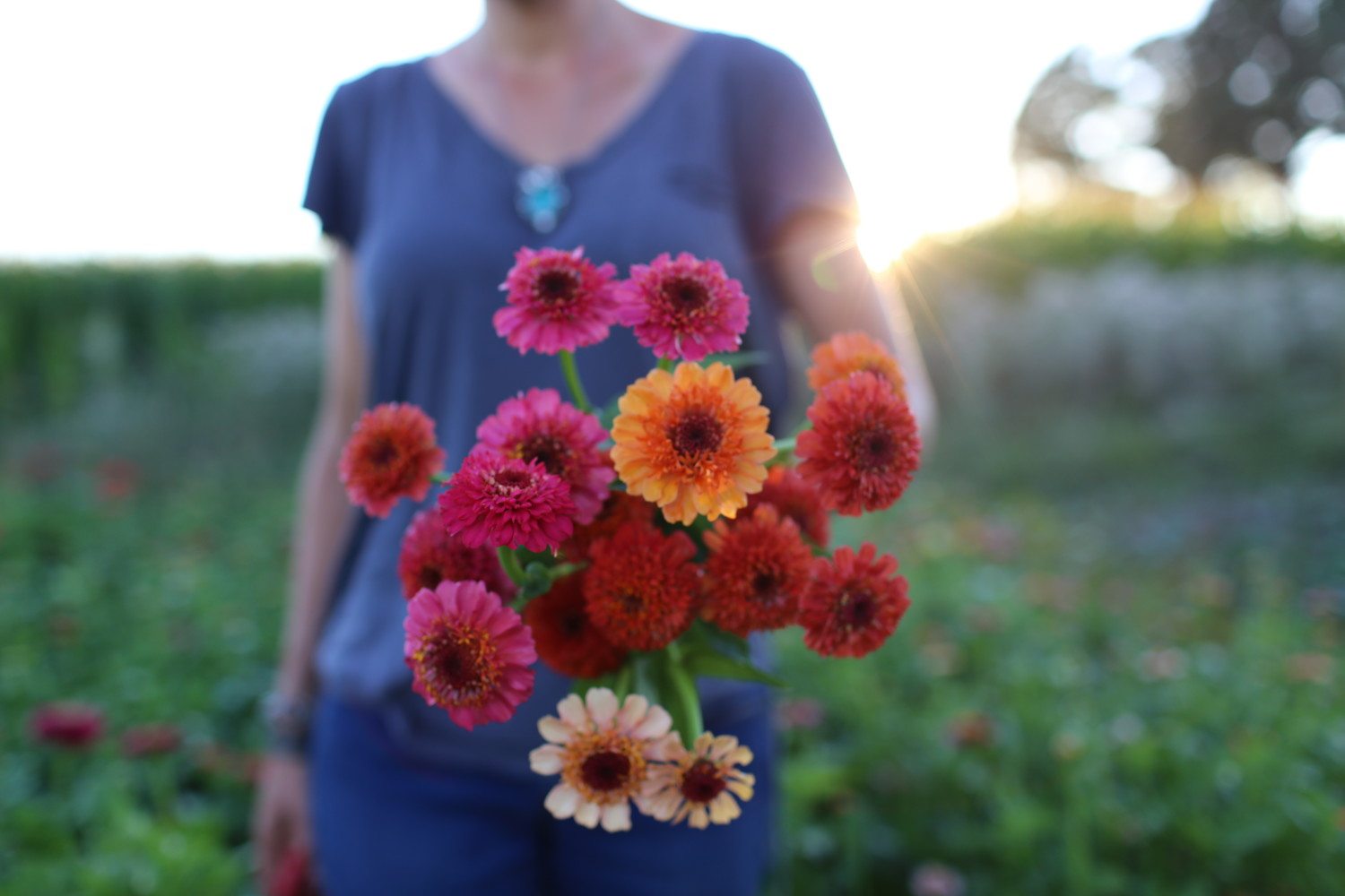 Scabiosa Fiore di Zinnia