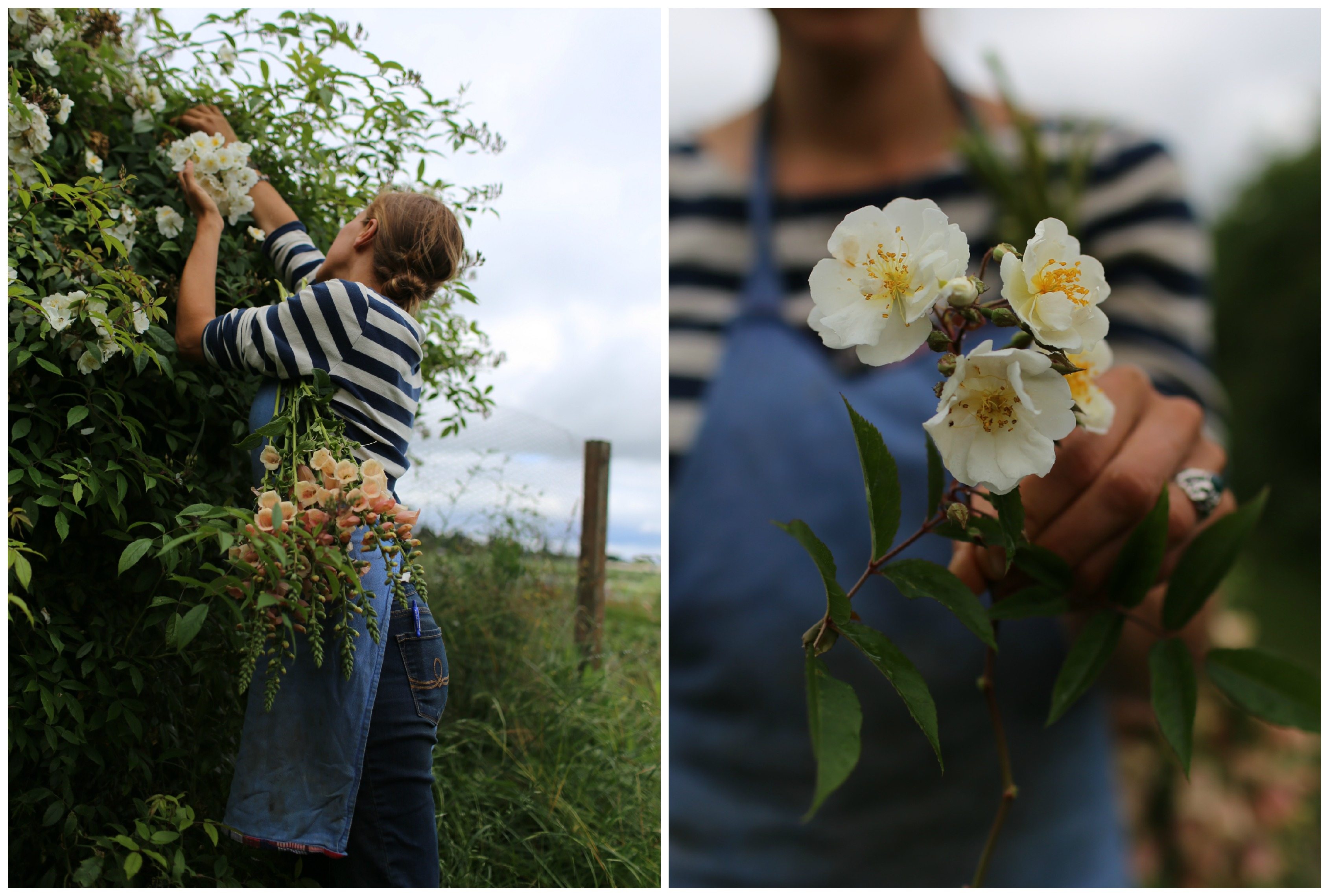 pickingroses