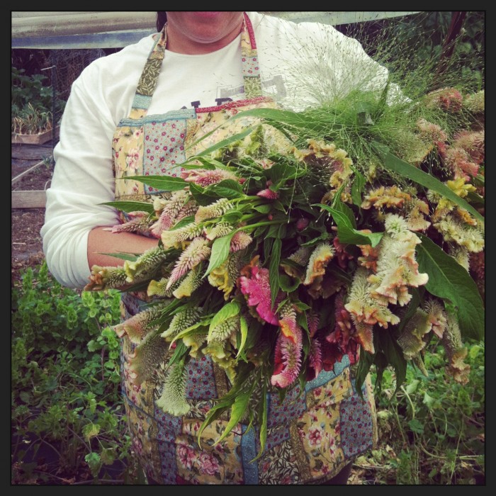 Celosia 'Supercrest Mix'