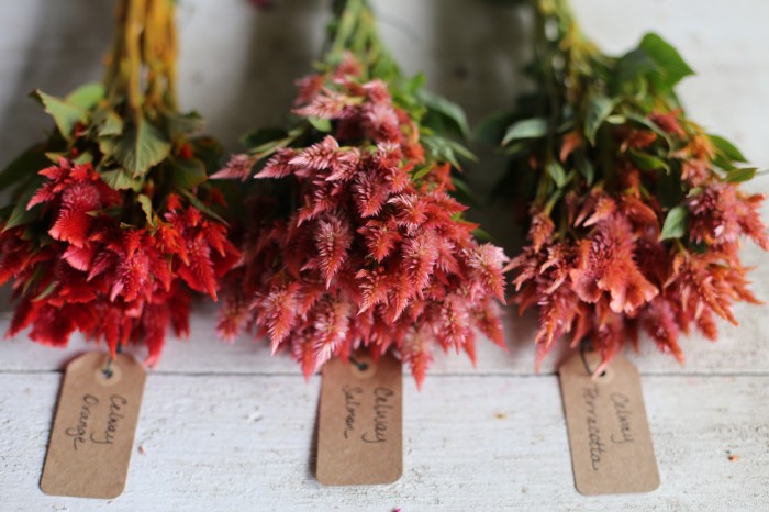 (left to right) Celosia Celway 'Orange', 'Salmon, 'Terracotta'