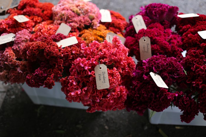 Celosia varieties waiting in line to have their portrait taken.