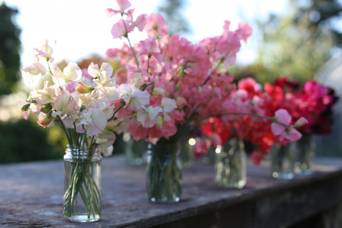 Piselli dolci di Floret