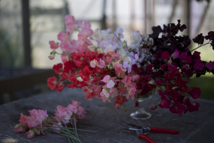 Piselli dolci di Floret