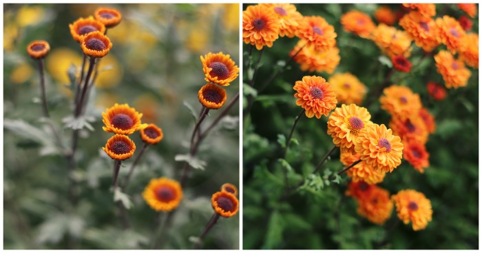 Chrysanthemum Viking Orange