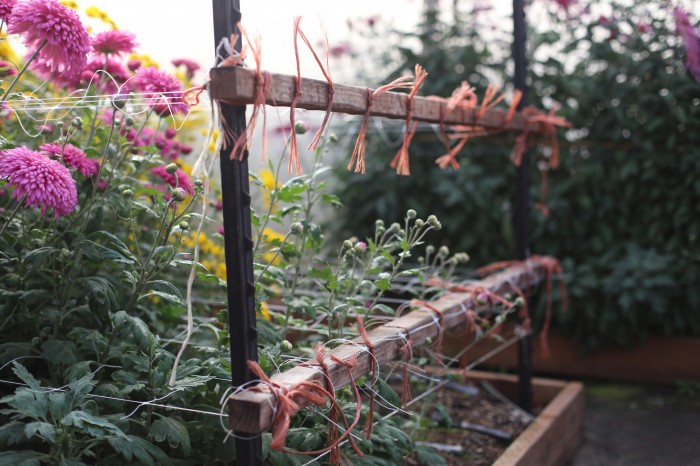 Chrysanthemum support netting