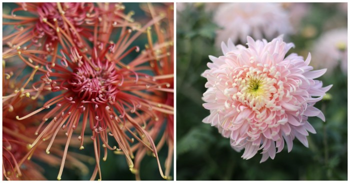 Chrysanthemum Senkyo Kenshin and Seaton's J'Dore