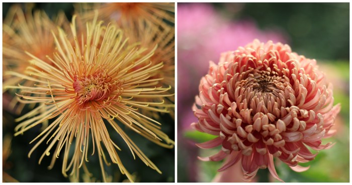 Chrysanthemum Wind Dancer and William Florentine