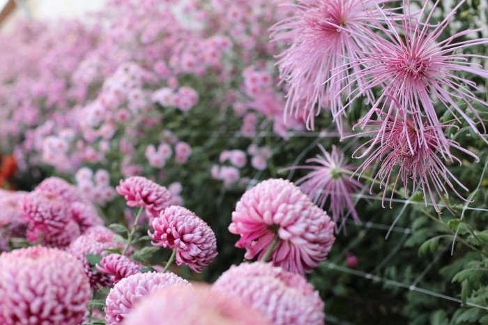 Chrysanthemums Norton Vic, Pink Splendor and Peter Magnus