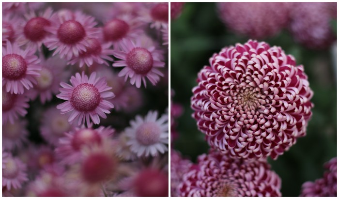 Chrysanthemum Mary Anne and Norton Vic