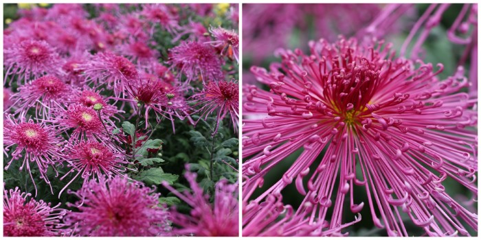 Chrysanthemum Fleur De Lis