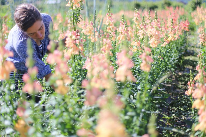 Erin- Chantilly/butterfly snapdragons