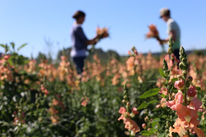 harvesting chantilly snapdragons