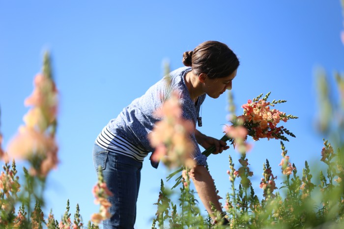 Erin- Chantilly/butterfly snapdragons