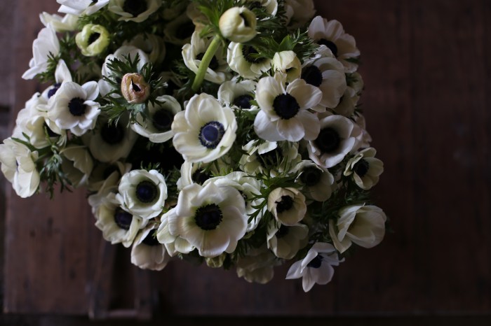 anemoni bianchi con occhio nero