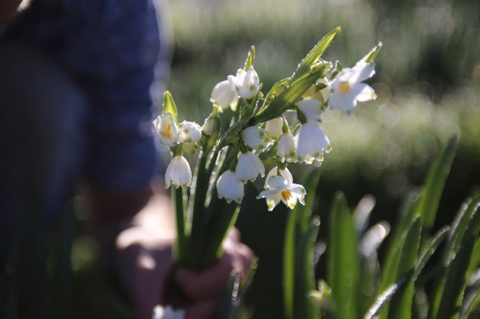 leucojum