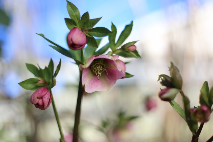 helleborus