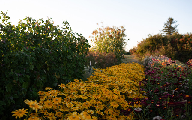 Rudbeckia presso la fattoria Floret